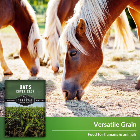 1 Packet Survival Garden Seeds Oats Cover Crop Seed for Planting - with Instructions to Plant & Grow High Yielding Oats