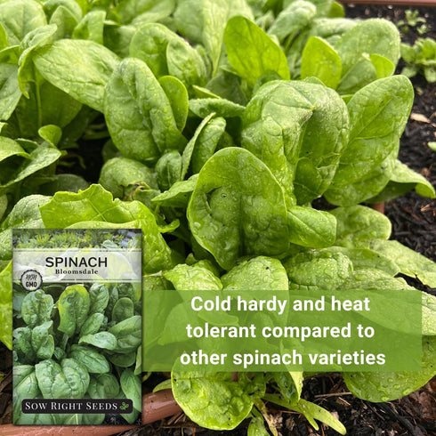 Packet (3) Sow Right Seeds - Bloomsdale Spinach Seeds for Planting - Non-GMO Heirloom with Instructions to Plant