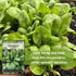 Packet (3) Sow Right Seeds - Bloomsdale Spinach Seeds for Planting - Non-GMO Heirloom with Instructions to Plant