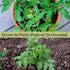 (2) 4" 8" 4" Inch Clovers Yellow Pear Tomato Plants Two Live Plants Non-GMO - Not Seeds - Each to Tall in Pots