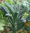 Seed Kingdom Kale Lacinato (AKA Dinosaur or Tuscan) Great Heirloom Vegetable 30,000 Seeds