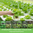 Hydroponics Vegetable Seed Collection for Planting - Watercress, Spinach, Siberian Kale, Swiss Chard, Buttercrunch