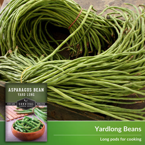 3 Packets Asparagus Yard Long Bean Seeds for Planting with Instructions to Grow Yardlong Pole Beans in Your Home