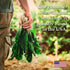 Axel's Garden Seeds Packets 100 Pack (5) Radish Seeds for Planting Non-GMO Heirloom Organic Vegetable Seeds Full
