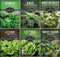 Hydroponics Vegetable Seed Collection for Planting - Watercress, Spinach, Siberian Kale, Swiss