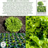 1000+ Salad Bowl Lettuce Seeds (Lactuca Sativa) Non-GMO Heirloom Seeds by Islas Garden Seeds, Tender Oakleaf Variety