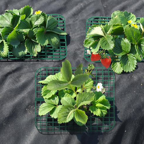 20 Pack 4 Pumtus Square Strawberry Supports, Strawberry Growing Rack with Sturdy Legs, Plastic Strawberry Plant Stand