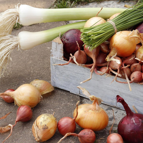 50 Count Sets Bulbs Mixed Onion Assortment Plus Onion - Red, White and Yellow Varieties Non-GMO Onion