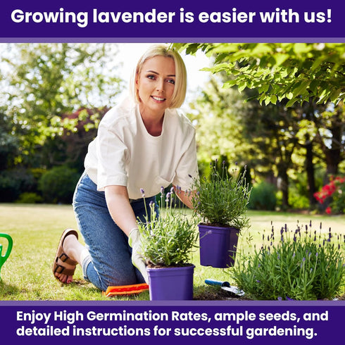 7500 90% (5 Pack) NatureZ Edge English Lavender Seeds for Planting Outdoors or Indoors, Germination, to Give You The