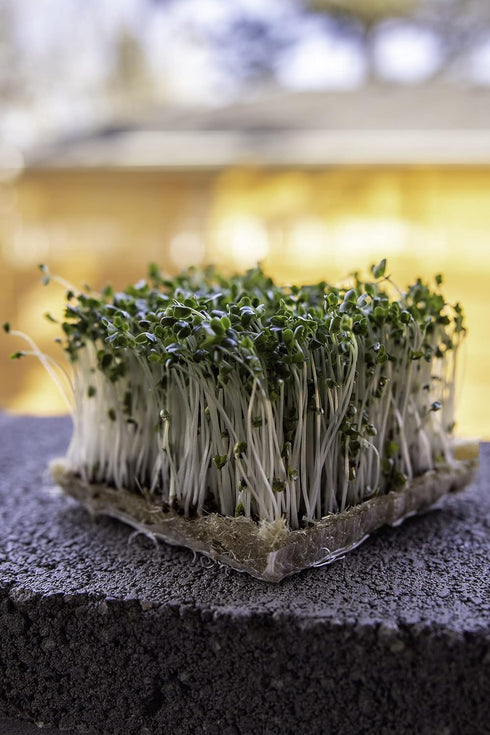 Rainbow Heirloom Seed Co. 1 LB Broccoli Seeds for Sprouting & Microgreens | Calabrese Variety | Non GMO & Heirloom