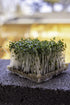 Rainbow Heirloom Seed Co. 1 LB Broccoli Seeds for Sprouting & Microgreens | Calabrese Variety | Non GMO & Heirloom