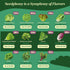23 Pack 25,000+ Lettuce & Salad Greens Seeds Variety - Non-GMO Heirloom Greens Seeds for Planting Lettuce Indoor