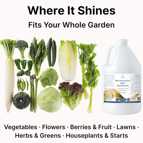 SymbionixEco (1 Liquid Seaweed Fertilizer for Plants with Soil Activator, Fermented Organic Liquid Kelp Fertilizer