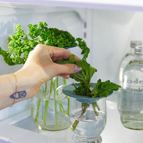 2 2 Pack Modern Sprout Produce Keeper for Fresh Herbs & Greens - Eco-Friendly, BPA-Free, Sustainable Materials