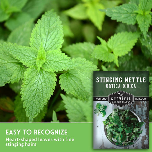 Common (1 Pack) Stinging Nettle Seeds for Planting - Urtica Dioica Medicinal Herb & Edible Perennial - Nettle for Tea