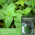 Common (1 Pack) Stinging Nettle Seeds for Planting - Urtica Dioica Medicinal Herb & Edible Perennial - Nettle for Tea