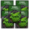 Sorrel Seeds for Planting - Large Leaf Garden Sorrel - Cool Weather