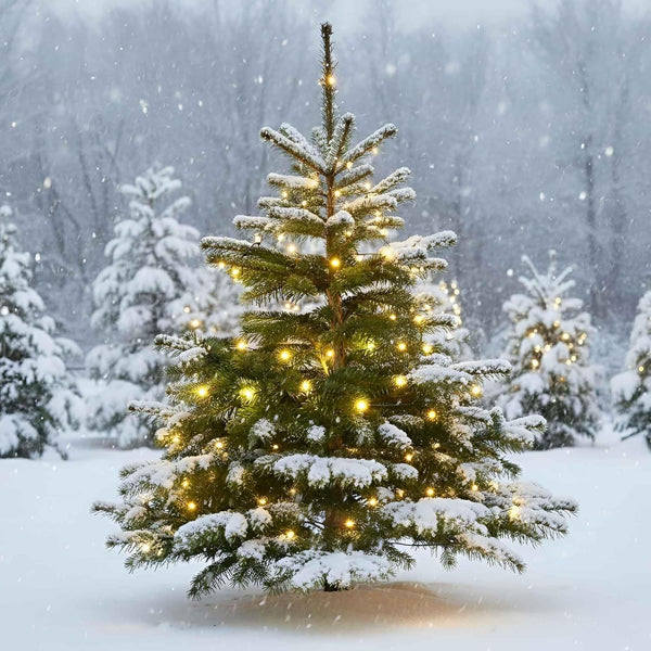 QBIS Outdoor Christmas Lights - Fairy Lights Battery Operated with Small Warm