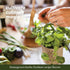 9 Planters' Choice Herb Indoor Window Garden Kit - House Plants Seeds - Best Unique Easter Gift Ideas for Women, Mom