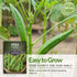 Packet 3 Pack Survival Garden Seeds - Emerald Okra Seed for Planting - with Instructions to Plant and Grow Tender