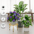 NQW 5 Pack Metal Potted Plant Stands for Indoor Outdoor,Round Planters Flower Pots Stand Holder,Heavy Duty Anti-Rust