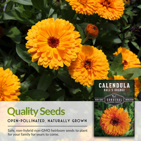 (1 Pack) Balls Orange Calendula Seeds for Planting Medicinal Herb & Edible Flower with Bright Orange Blooms Heirloom