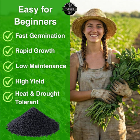 The Lucky Stars 3000+ USA Premium Egyptian Spinach Seeds (Molokhia), Non-GMO Seeds, Fast-Growing, Low Maintainance