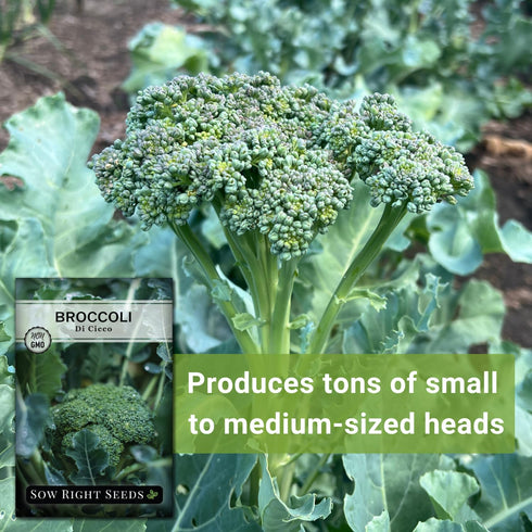 Packet (2) Sow Right Seeds - Di Cicco Broccoli Seeds for Planting - Non-GMO Heirloom with Instructions to Plant an