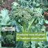 Packet (2) Sow Right Seeds - Di Cicco Broccoli Seeds for Planting - Non-GMO Heirloom with Instructions to Plant an