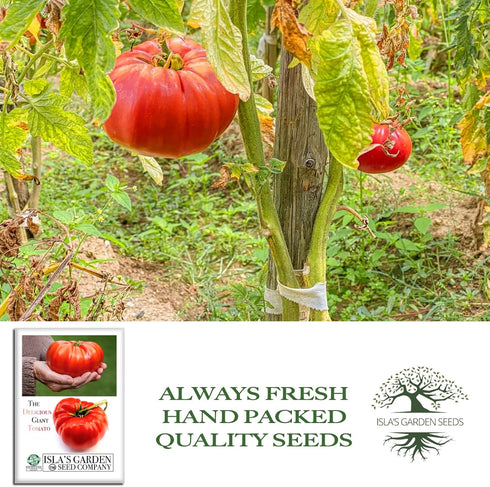 50+ 1 8595 Summer The Delicious Giant Beefsteak Tomato Seeds (Solanum lycopersicum) Heirloom Non-GMO Seeds by Islas