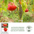 50+ 1 8595 Summer The Delicious Giant Beefsteak Tomato Seeds (Solanum lycopersicum) Heirloom Non-GMO Seeds by Islas