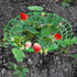 20 Pack 3 Pumtus Strawberry Supports, Strawberry Plant Stand With Sturdy Legs, Strawberry Growing Racks, Strawberry