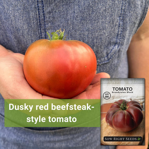 (1) Sow Right Seeds - Brandywine Black Tomato Seeds for Planting - Slicer Beefsteak with Dark Purple Color - Non-GMO
