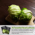 (1 Pack) Iceberg Lettuce Seeds for Planting Crisp Head Lettuce Variety with Crunchy Texture and Sweet Flavor, High
