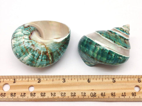 PEPPERLONELY 2 2-1/2 Inch 3 Inch PC Natural Large Hermit Crab Shells, Banded Green Blue Gade Turbo, ~