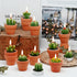 Succulent Candles, Novelty Cactus Tealight Candle Decorations for Baby Shower Party Favors, Terrarium Cacti Home Decor