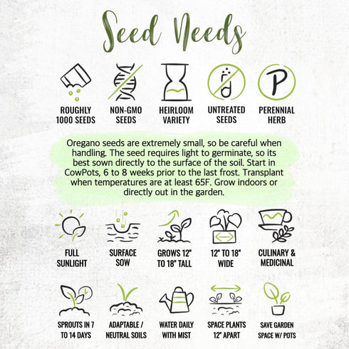 (1 Pack) Seed Needs Oregano Seeds for Planting Italian Herbs - Non-GMO Heirloom & Untreated Culinary Herb Seed - Grow