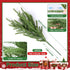 17 Branches,19 Inch HyeFlora PCS Christmas Norfolk Pine Stems with Small Pinecones and Red Berries Real Touch
