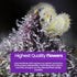 14+ 100% (16oz) Lotus Nutrients Bloom Pro Series, Water Soluble Hydroponic Plant Food for Flowering and Fruiting