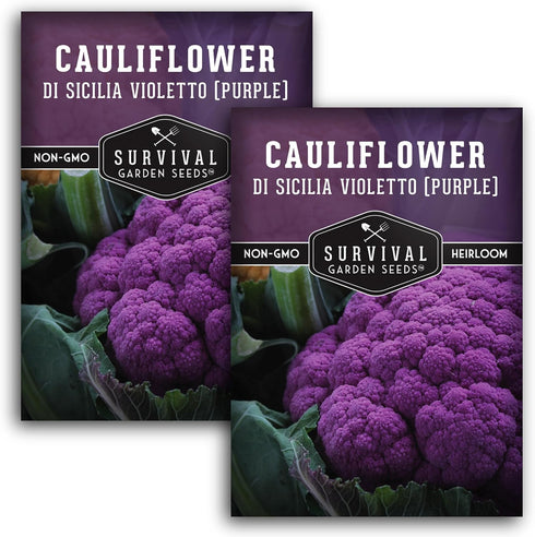 Purple Cauliflower Seeds for Planting Violetto di Sicilia Heirloom Italian Cauliflower Variety
