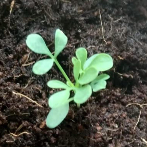 (2 Packs) Seed Needs Rue Seeds for Planting - Non-GMO Heirloom & Untreated Perennial Herb Seed to Plant a Home Grown