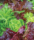 1000 Burpee Heatwave Blend Lettuce Seeds seeds