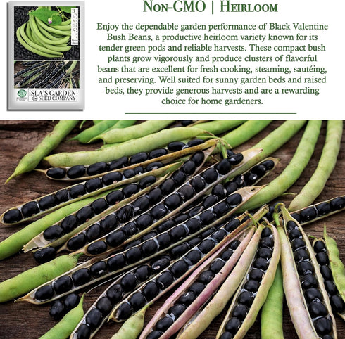 50+ Packet, "Black Valentine" Bush Bean Seeds, Heirloom Seeds Per Non GMO Seeds, (Isla's Garden Seeds), Botanical Name: