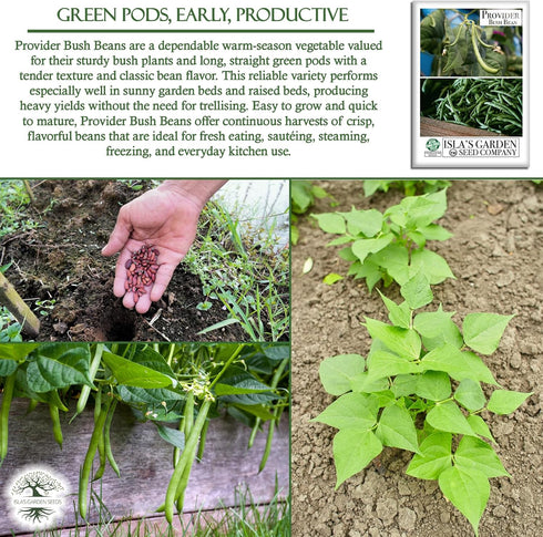30+ Provider Bush Green Bean Seeds (Phaseolus vulgaris) Non-GMO Heirloom by Islas Garden, Early Harvest Variety
