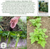 30+ Provider Bush Green Bean Seeds (Phaseolus vulgaris) Non-GMO Heirloom by Islas Garden, Early Harvest Variety
