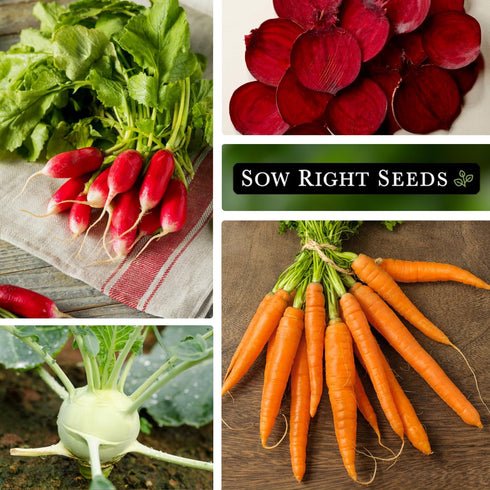 Packets Sow Right Seeds - Root Vegetable Collection for Planting - Individual of Beet, Carrot, Kohlrabi, Radish