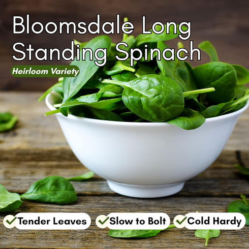 Bloomsdale Long Standing Spinach Seeds for Planting Heirloom Spinach Seeds for Home Gardens, Tender Baby Spinach