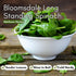Bloomsdale Long Standing Spinach Seeds for Planting Heirloom Spinach Seeds for Home Gardens, Tender Baby Spinach