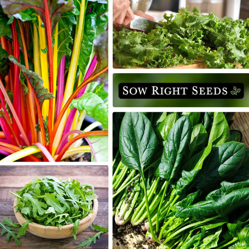 Sow Right Seeds - Power Greens Seed Collection for Planting - Spinach, Arugula, Kale, Mustard Greens and Rainbow Swiss