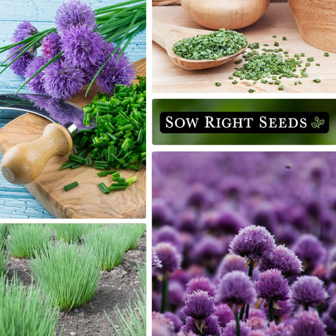 Common Packet (3) Sow Right Seeds - Chives Seed for Planting - Non-GMO Heirloom with Instructions to Plant and Grow